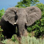 Botswana safari
