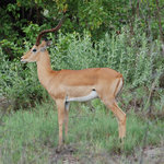 Impala adult