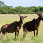 Nyala antelopes
