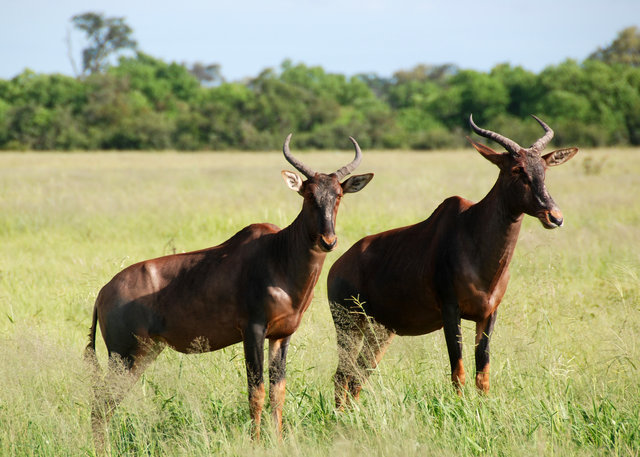 Nyala antelopes