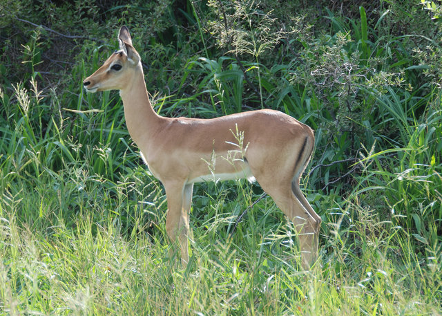 Young impala