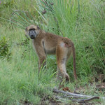 Baboon watching