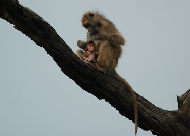 Baboon and baby