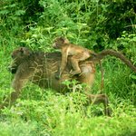 Baboon and baby running