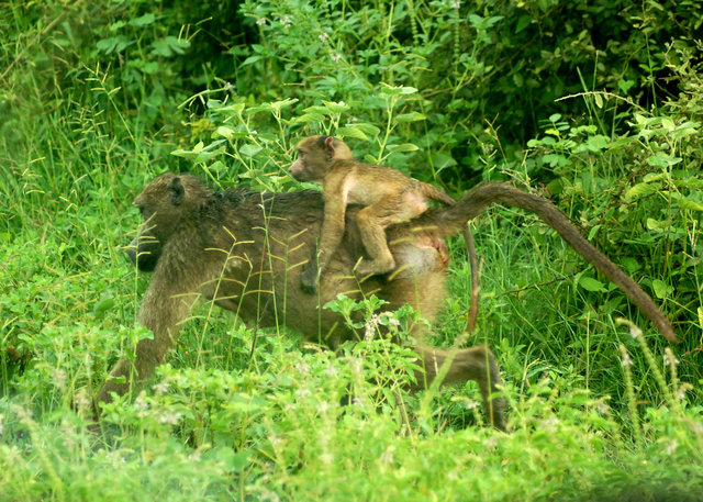 Baboon and baby running