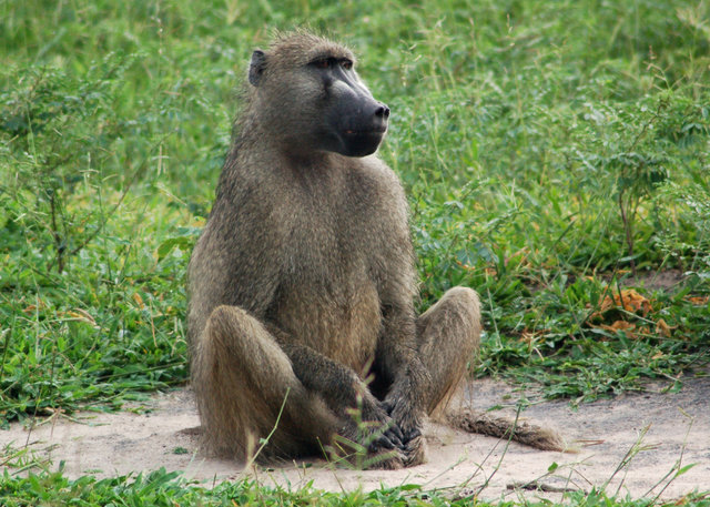 Baboon sitting