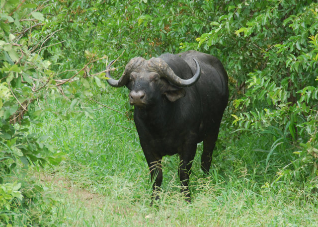 Cape buffalo