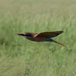 Carmine BeeEater