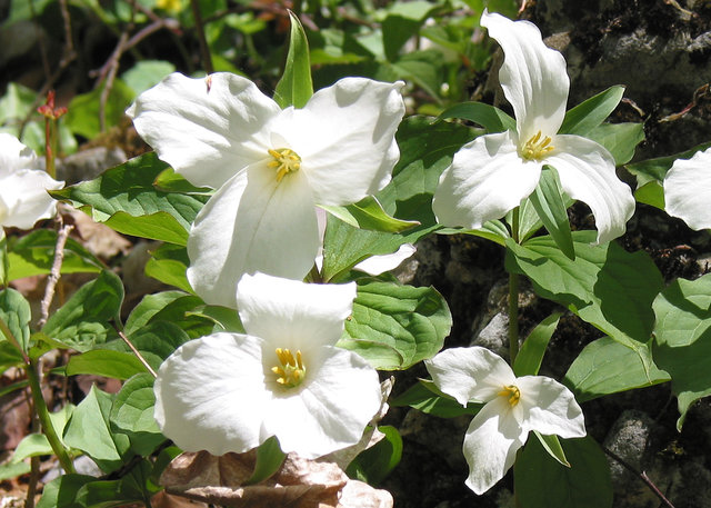 Trilliums