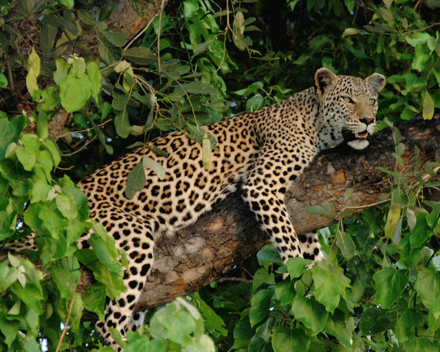 Leopard resting