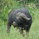http://www.harryshulman.com/gallery/d/329-2/Cape+buffalo.jpg