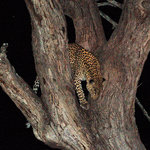 leopard at night